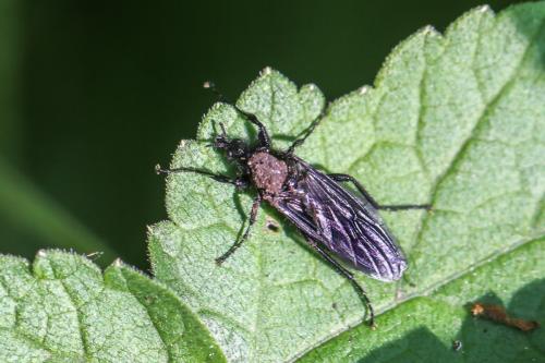 Bibio marci